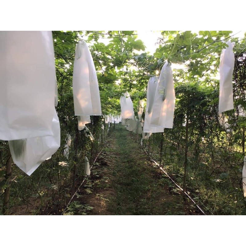 ถุงห่อมะระ 6*21  1,00 กรัม มีประมาณ 180 ใบ สีขาวขุ่น กันแดด นำกลับมาใช้ใหม่ได้หลายครั้ง มีรู 3 จุด - รูปที่ 4