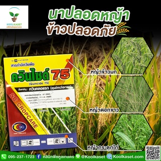 กำจัดหญ้า ควินไซด์ 100 กรัม หญ้าข้าวนก ลิเก หญ้าดอกขาว หญ้าแดง คลูเกษตร KP2