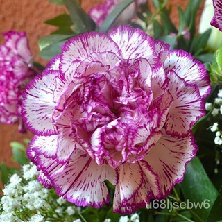 （มีของแจก）เมล็ดพันธุ์ ดอกคาร์เนชั่น คละสี (Carnation Mix) บรรจุ70 เมล็ด TGPF