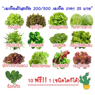 เมล็ดผักสลัด (10 ฟรี  1) ชนิดไม่เคลือบ  200-500 เมล็ด  คัดเมล็ดพันธุ์ดี เมล็ดผักสลัด เมล็ดพันธุ์ผักสลัด ปลูกผักสลัด สลัด