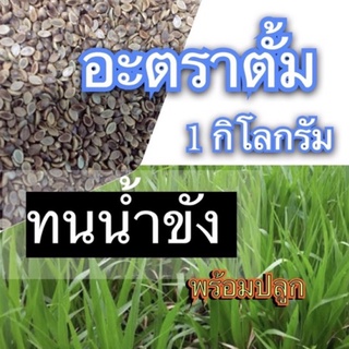 🔰 อะตราตั้ม เมล็ดหญ้าอะตราตั้ม 1 กก.(รับประกันการงอก)💯