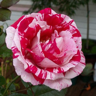 เมล็ดพันธุ์ กุหลาบ สตาร์แอนด์สไตร้พส์ Stripes Rose Seeds สี ขาว-แดง ดอกใหญ่ นำเข้าจากต่างประเทศ 30 เมล็ด