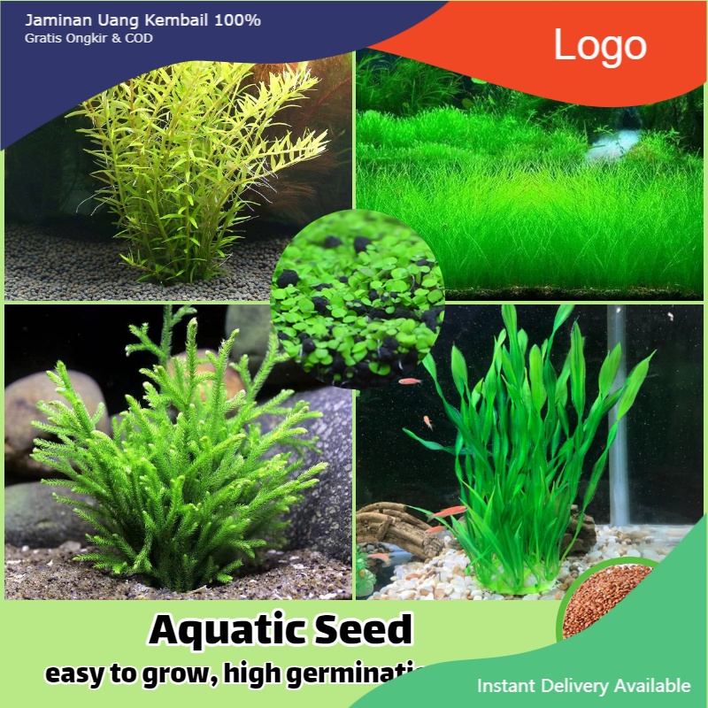 (200เมล็ด/ผสม) บอนสี เมล็ดพันธุ์ หญ้าน้ำ Aquatic Grass Seed เมล็ด ไม้น้ำ ต้นไม้ฟอกอากาศ เพาะเลี้ยงปลา พืชไฮโดรโปนิกส์