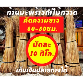 ก้านทางมะพร้าวทำไม้กวาด ยาว 60ซม ถึง 80ซม 10 กิโลกรัม ก้านเหลาใหม่ ไม่ผุ ไม่ชื้น ไม่ขึ้นรา เก็บเงินปลายทางได้