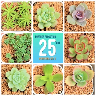 กุหลาบหินจิ๋ว กระถาง 2 นิ้ว ขนาดต้น 1.5-2 เซนติเมตร 1 ต้น G Succulents Set 2