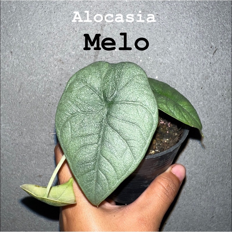Alocasia Melo ลวดลายใบชัดเจน ใบแข็งสวยเหมือนพลาสติก