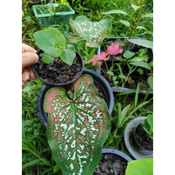 บอนสีทศกัณฐ์ บอนไทยใบสวย ยักษ์ทศกัณฐ์ ส่งต้นที่เริ่มกัดสี