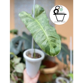 ฟิโลพาไรโซ Philodendron Paraiso