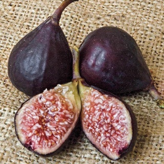 10 เมล็ด เมล็ดมะเดื่อฝรั่ง Figs สายพันธุ์ Brown Turkey มะเดื่อฝรั่ง หรือ ลูกฟิก