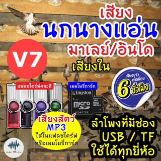 (MP3 เสียงต่อสัตว์) เสียงนกแอ่นอินโด-เสียงใน V.7 [6ชั่วโมง] ใส่เมม/แฟลชไดร์ฟ มีเก็บเงินปลายทาง ชัดเข้าไว100% ไม่มีโฆษณา