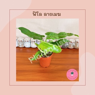 ฟิโลลายเมฆด่าง/พลูจีบด่างลายเมฆ - Philodendron Minarum "Lime Fiddle " ฟอร์มสวย ด่างชัดทุกใบ น่าสะสม