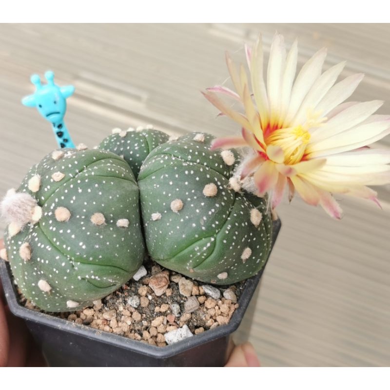 แอสโตรไฟตั้ม เว้า 5พู แฝด #แคสตัส castus​ astrophytum แอสโตร แอสโตร​ไ​ฟตั้​ม แอสโตรไฟตัม กระบองเพชร 