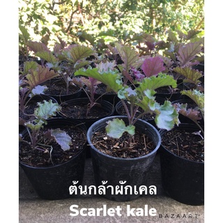 ถูก ใหม่ สายพันธุ์1แพ็ค ต้นกล้าผักเคล Scarlet Kale ราชินีผักใบเขียว  50 เมล็ด (ไม่ใช่พืช/นี่มันเมล็ดพืช ) EALP