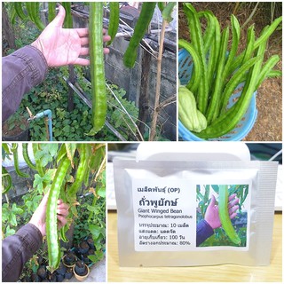 เมล็ดพันธุ์ ถั่วพูยักษ์,ถั่วพูยาว Giant Winged Bean Seed บรรจุ 10 เมล็ด คุณภาพดี ของแท้ 100%