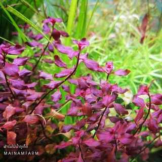 ซูเปอร์เรด มินิ ไม้ข้อสีแดง กลางตู้-หลังตู้ (5-7ก้าน) LUDWIGIA SUPER RED ‘MINI’ ต้นไม้น้ำ