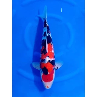 ZenKoi Red กระสอบ 20 Kg.สูตรเร่งสี เร่งโต เสริมภูมิคุ้มกัน สวยครบจบในถุงเดียว สำหรับปลาคาร์ฟปลาทอง ปลาสวยงาม
