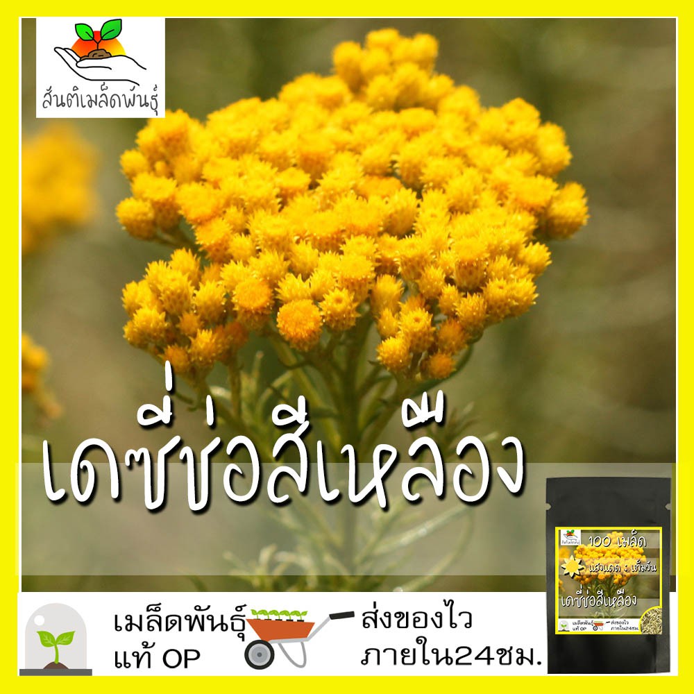 เมล็ดพันธุ์ เดซี่ช่อ สีเหลือง (ทำดอกไม้แห้ง) 100 เมล็ด Clustered Everlasting Daisy seed เมล็ดพันธุ์แท้ นำเข้า ปลูกง่าย ราคา ถูกที่สุด ดีลบีเคเค