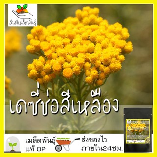 เมล็ดพันธุ์ เดซี่ช่อ สีเหลือง (ทำดอกไม้แห้ง) 100 เมล็ด Clustered Everlasting Daisy seed เมล็ดพันธุ์แท้ นำเข้า ปลูกง่าย