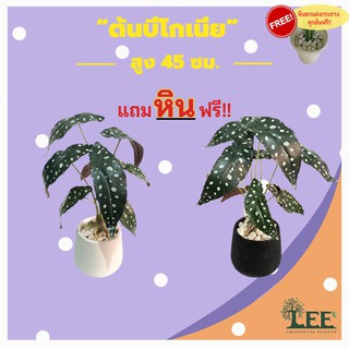 (ต้นไม้คลาสสิค มาใหม่ !! ) ต้นบีโกเนีย ลายจุด สูง 45 ซม. ต้นไม้ปลอมตกแต่งบ้าน Leeartplants (๘)