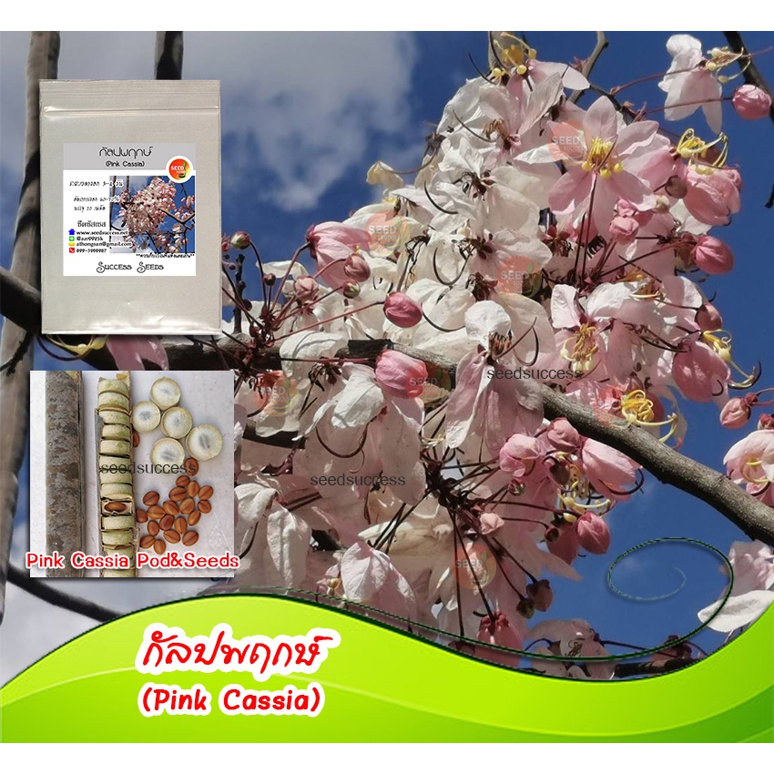 เมล็ดไม้ประดับยืนต้น  กัลปพฤกษ์ (Pink cassia) บรรจุ 10/20/50 เมล็ด