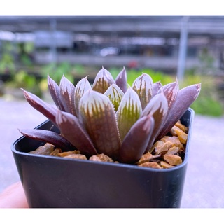 H.obtusa hybrid ‘thai 02-wichit’ A031(ออปทูซ่า ไฮบิด)