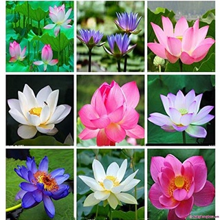 7 เมล็ด เมล็ดบัว คละสี ดอกเล็ก สายพันธุ์เมล็ดบัว ดอกบัว Lotus seeds