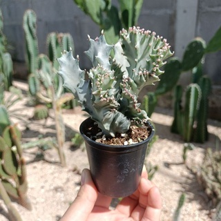 ยูโฟเบียแลคเทียไวท์โกส คริสตาต้า Euphorbia lactea white ghost chistata กระถาง 2.5 นิ้ว
