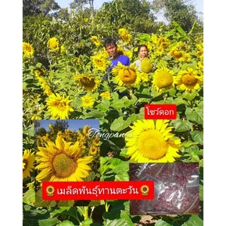 เมล็ดพันธุ์ทานตะวัน 50 เมล็ด อะควาร่า 6 ดอกใหญ่เหลืองสวยงาม ทนแล้ง ให้ผลผลิตสูงใจ