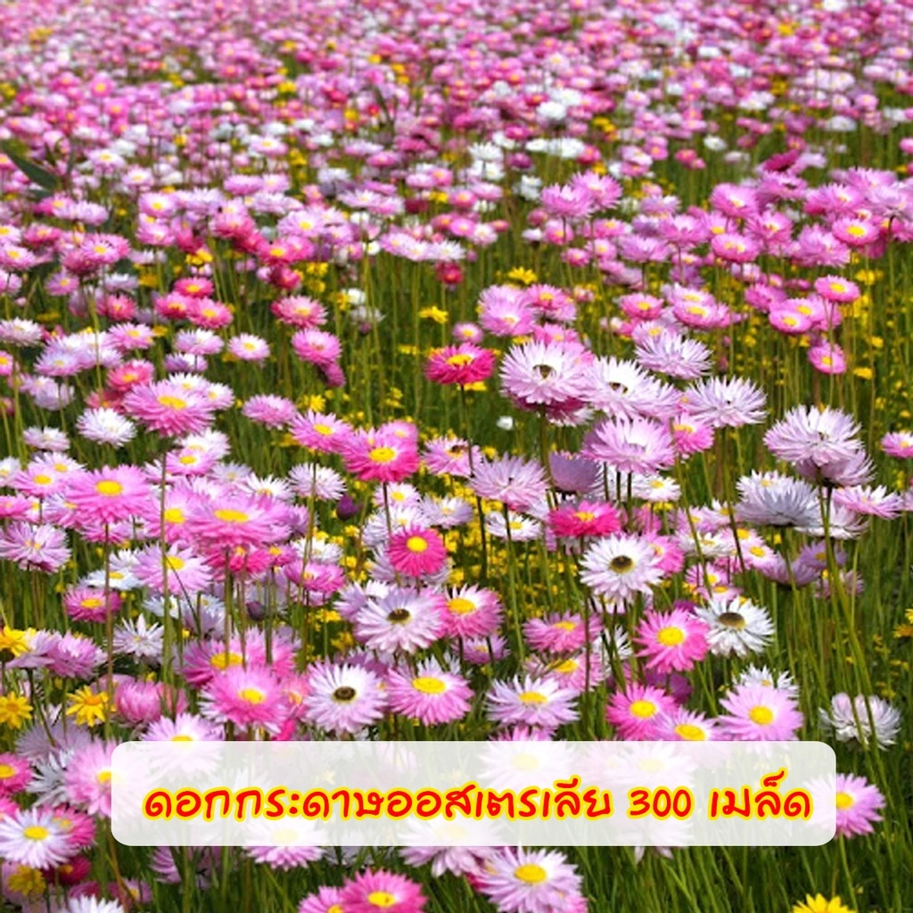 ดอกกระดาษออสเตรเลีย(โรเดนที) คละสี 300 เมล็ด Rhodanthe / Paper Daisy Mixed