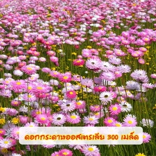ดอกกระดาษออสเตรเลีย(โรเดนที) คละสี 300 เมล็ด Rhodanthe / Paper Daisy Mixed
