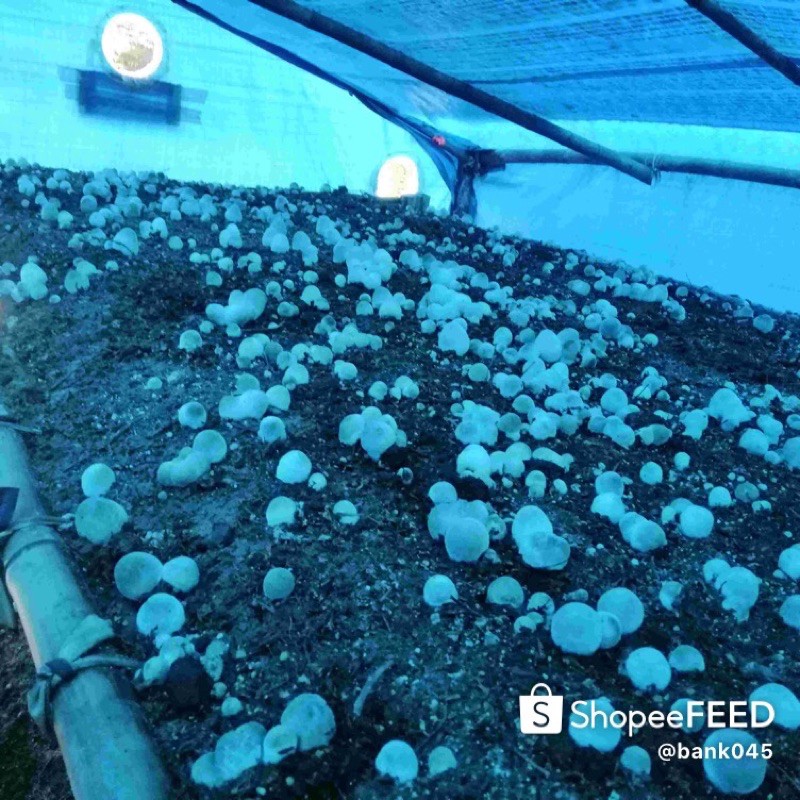 รูปภาพ 5