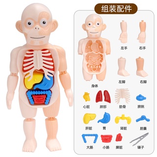 ProudNada Toys ของเล่นเด็ก โมเดลร่างกายมนุษย์ ของเล่นstem Human Body Model NO.W603