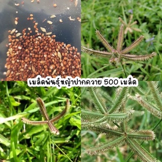 เมล็ดพันธุ์หญ้าปากควาย 500 เมล็ด สมุนไพรไทย