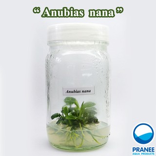 Anubias nana อนูเบียสนานา (เนื้อเยื่อ) ต้นไม้น้ำ ต้นไม้น้ำตกแต่งตู้ปลา ***กรุณาอ่านรายละเอียดก่อนสั่งซื้อ***