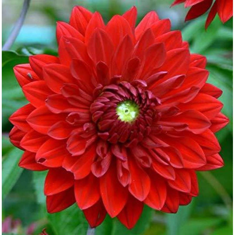 1 เหง้า ดอกรักเร่ ดอกดาห์เลีย Dahlia Dahlia Big Red ดอกใหญ่