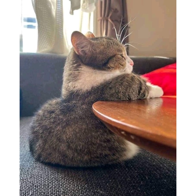 Co special event****