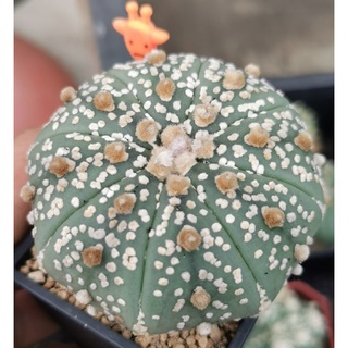 แอสโตรไฟตั้ม super กิ้กโก๊ะ ทรง  #แคสตัส castus​ astrophytum แอสโตร แอสโตร​ไ​ฟตั้​ม แอสโตรไฟตัม กระบองเพชร แอสโตรวี