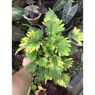 ฤาษีผสม(Coleus)ไม้มงคล  ต้นใหญ่เป็นต้นตั้งแม่ได้เลยคะ