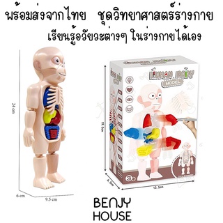 Benjy House พร้อมส่ง ชุดวิทยาศาสตร์ร่างกาย Human Body Model เรียนรู้อวัยวะต่างๆแบบเข้าใจ