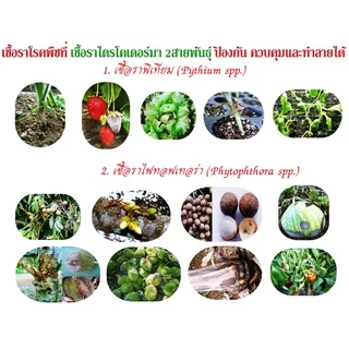 ไตรโคเดอร์มา + บีเอส +ฮอร์โมนพืชทางใบ เชื้อสดชนิดน้ำ เข้มข้น พร้อมใช้ ป้องกัน กำจัดโรคพืชและบำรุงฮอร์โมนพืชทางใบ