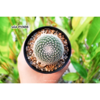 แคคตัส แมมมิลลาเรีย เพอเบลล่า แมมนกฮูก (Mammillaria perbella)