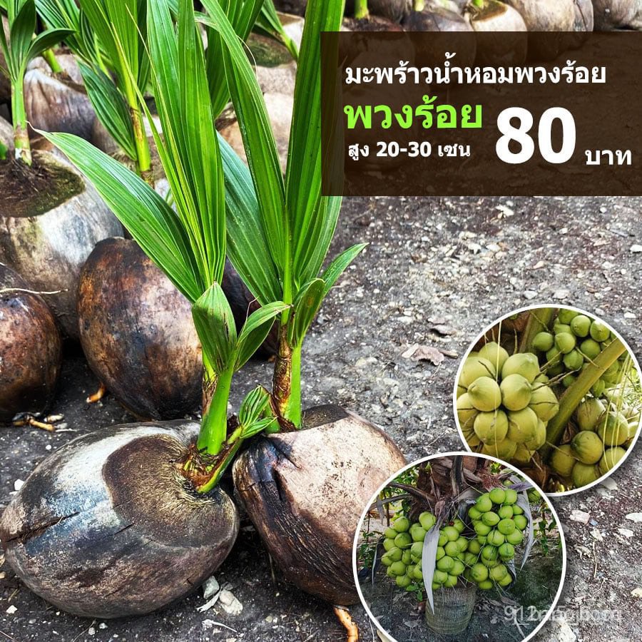 เมล็ดพันธุ์ seeds มะพร้าวน้ำหอมพวงร้อยเม็ดผักสีขาวเมล็ดพันธุ์สลัดกรีนคอสชุดผักสลัดนำเข้าสลัดมะระเมล็