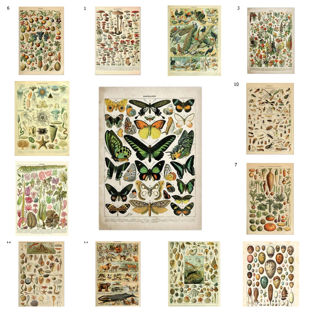 โปสเตอร์ภาพวาดผ้าใบ รูปเห็ด ผีเสื้อ สมุนไพร ดอกไม้ แมลง สไตล์วินเทจ สําหรับตกแต่งผนัง