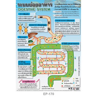 INTOP By OST Plastic Poster Digestive System ระบบย่อยอาหาร : 50x70 Cm #EP-170