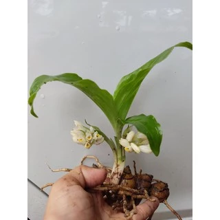 ว่านจูงนาง ว่านเสน่ห์มหานิยม🌱หัวละ5฿5฿5฿🎉