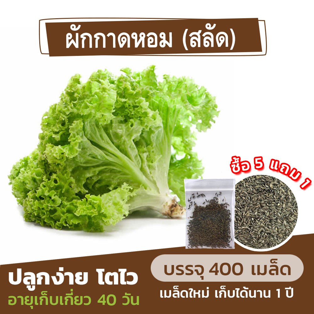 เมล็ดพันธุ์ผักกาดหอม (สลัด) แบ่งขาย 400 เมล็ด (ซื้อ 5 แถม 1)