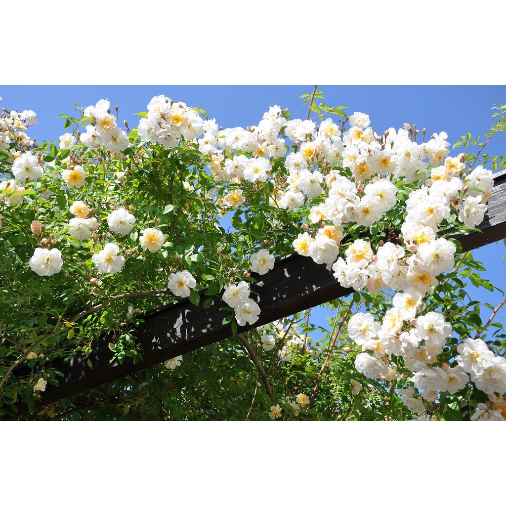 กุหลาบเลื้อยสีขาว (White Climbing Rose) เมล็ดพันธุ์