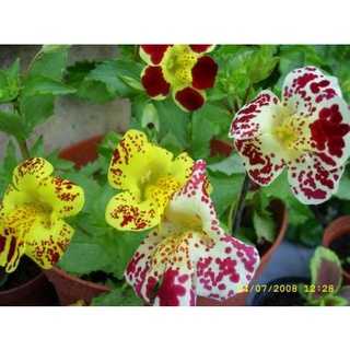 เมล็ดพันธุ์ มิมิวลัส / ไทเกอร์ มังกี้ mimulus tigrinus tiger monkey 400 เมล็ด เมล็ดพันธุ์นำเข้าจาก อังกฤษ