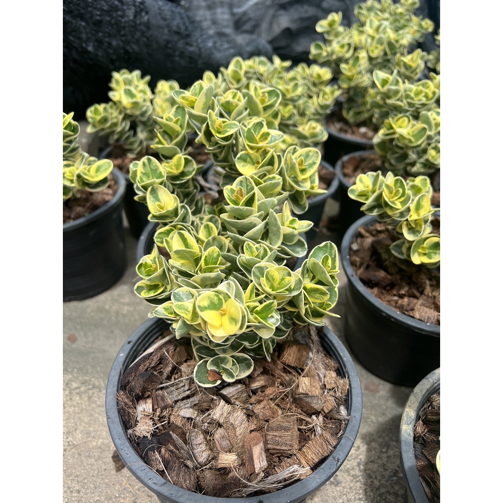 มุมมอง 3