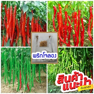 เมล็ดพริกโจลอง พริกยาวๆ ต้นเตี้ย  รสชาติเผ็ด จำนวน 400 เม็ด/ ซอง